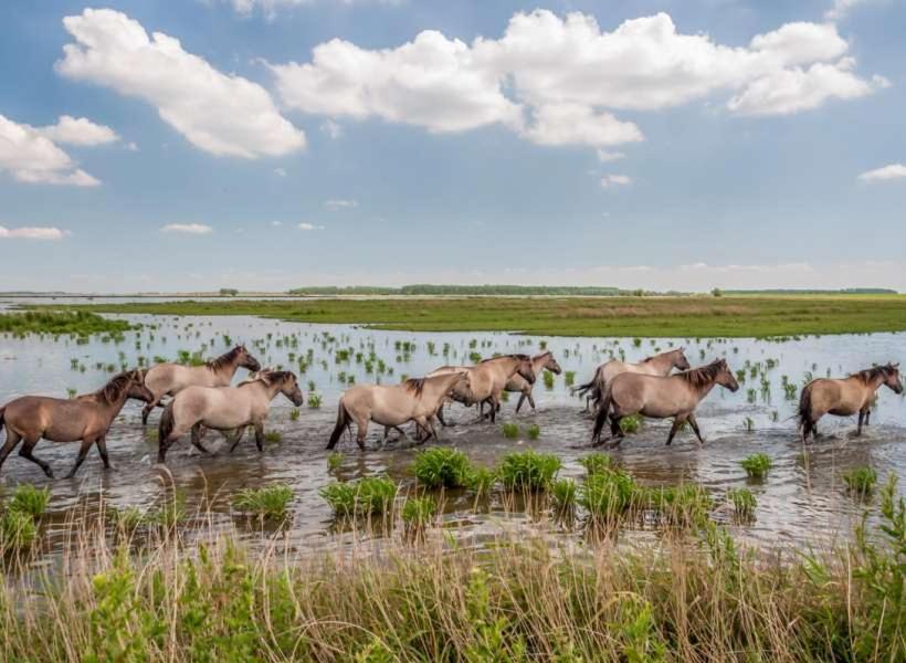 De Lauwersmeer Vogel Mit Eingezaeuntem Garten Anjum Dış mekan fotoğraf