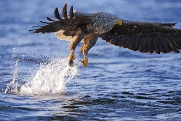 De Lauwersmeer Vogel Mit Eingezaeuntem Garten Anjum Dış mekan fotoğraf