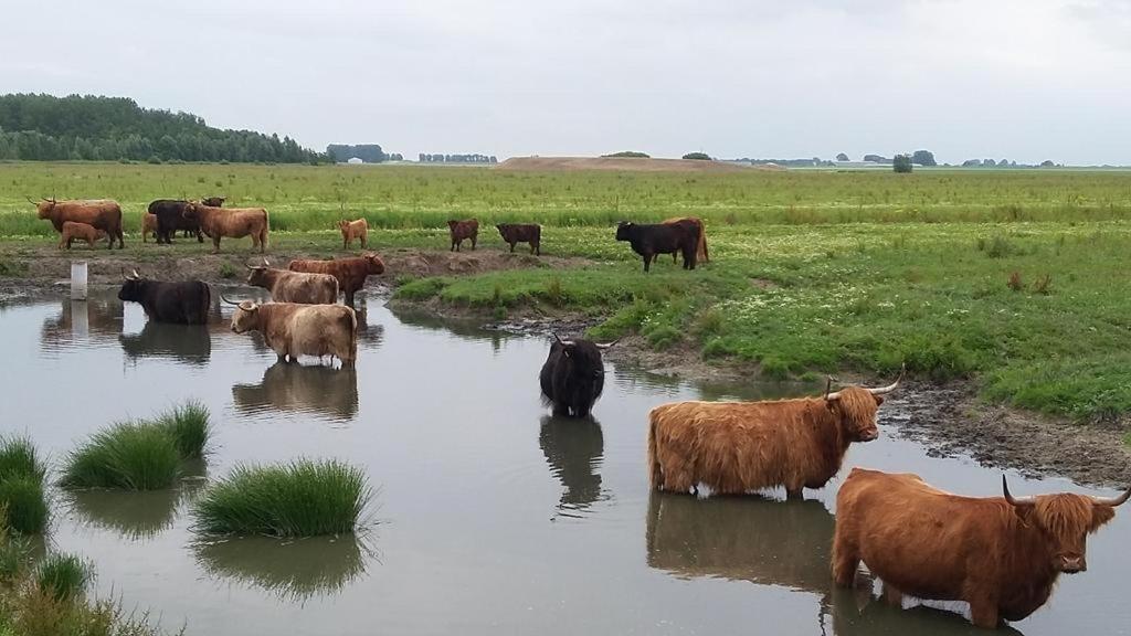 De Lauwersmeer Vogel Mit Eingezaeuntem Garten Anjum Dış mekan fotoğraf